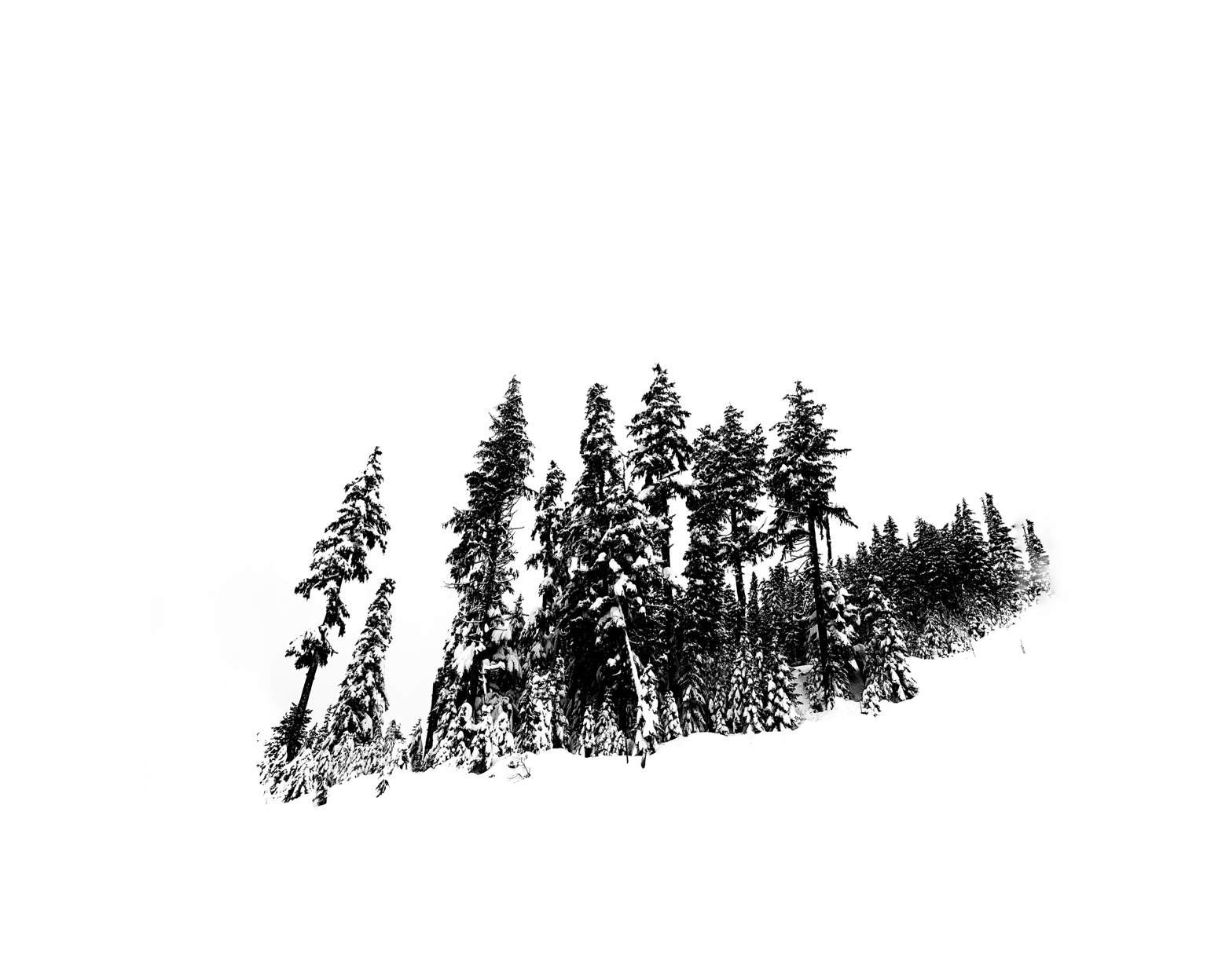 Tree Studies, study 1