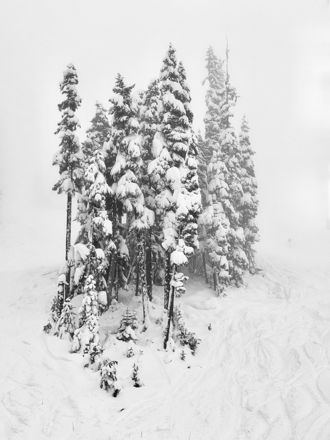 Tree Studies, study 2