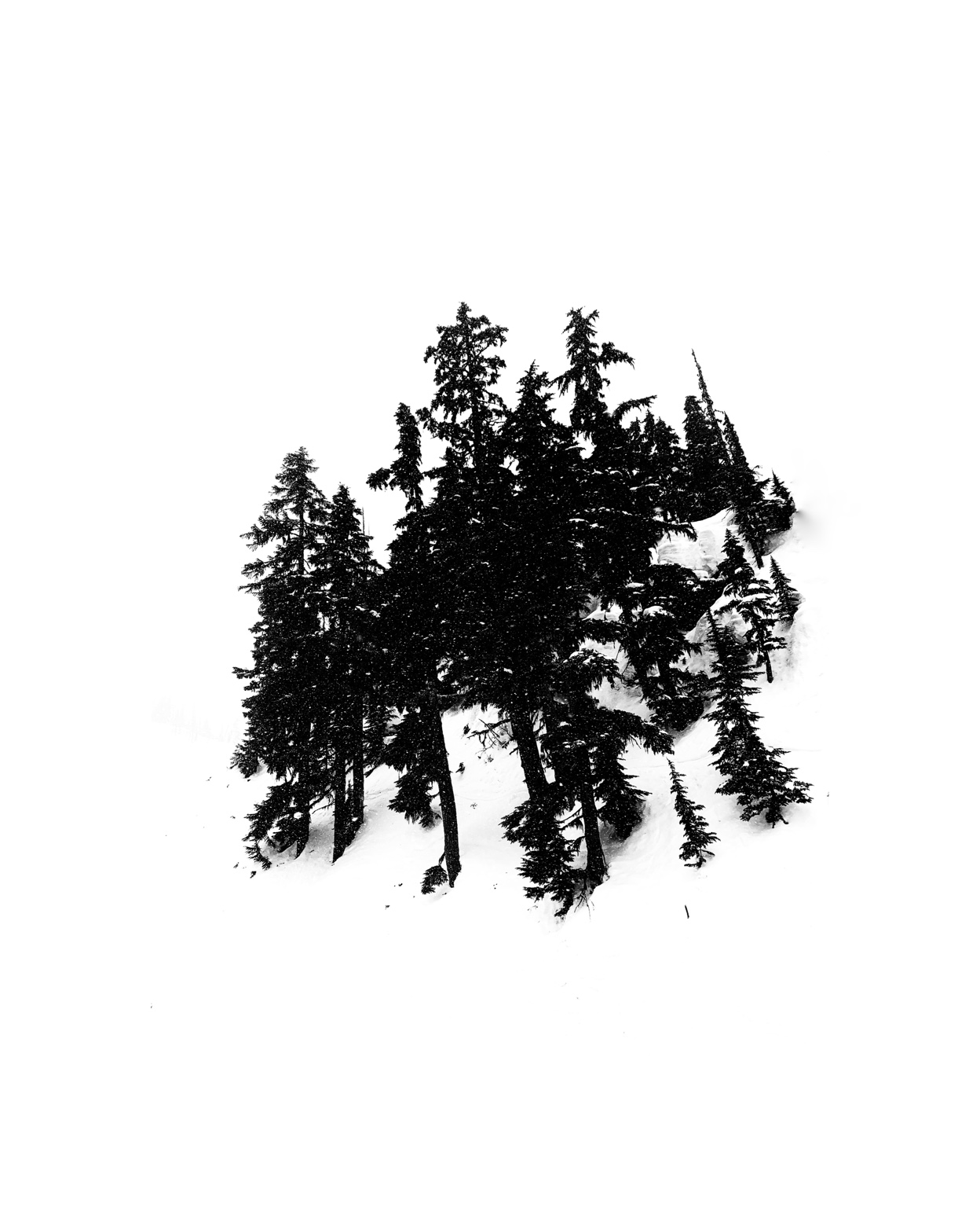 Tree Studies, study 3
