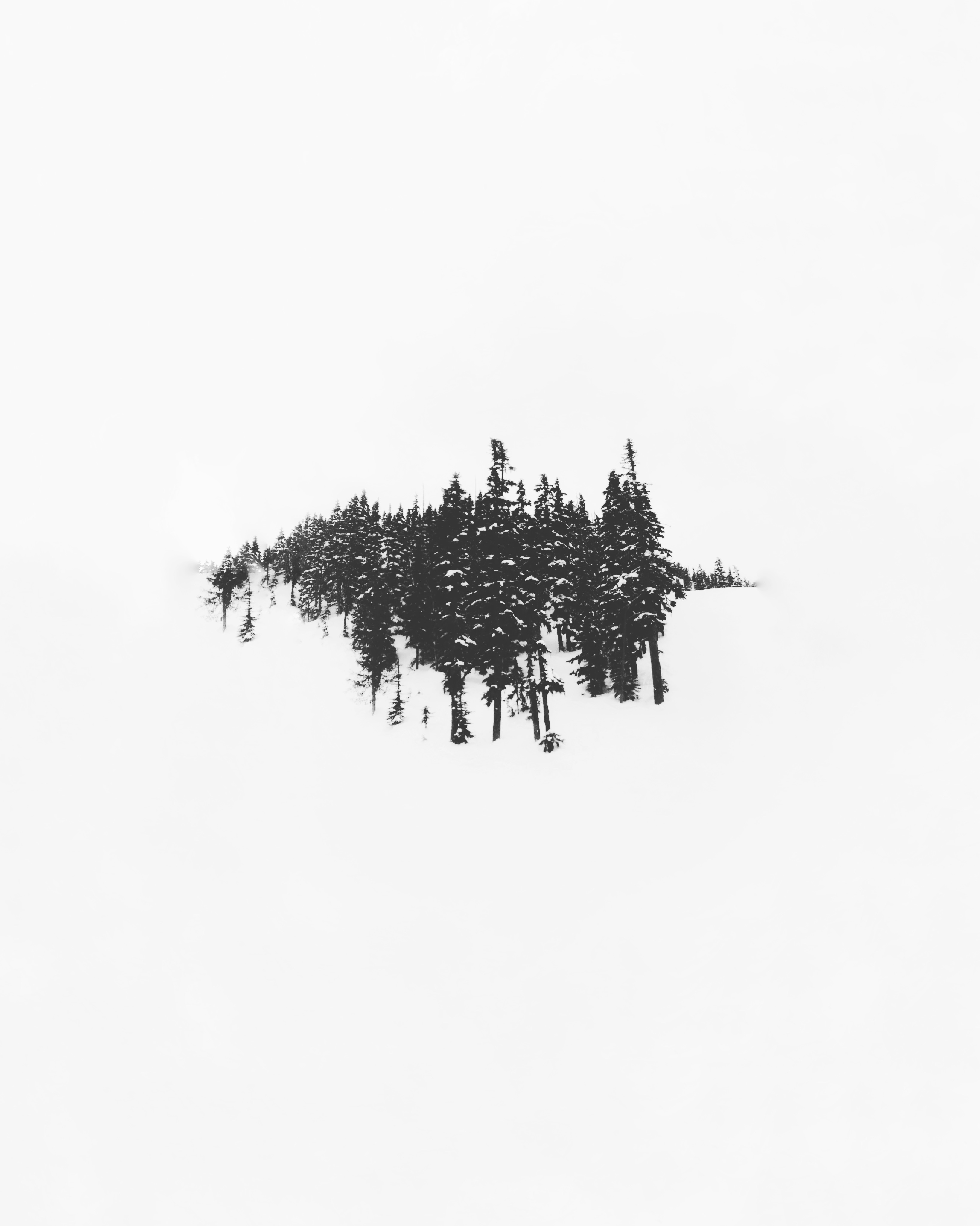 Tree Studies, study 4