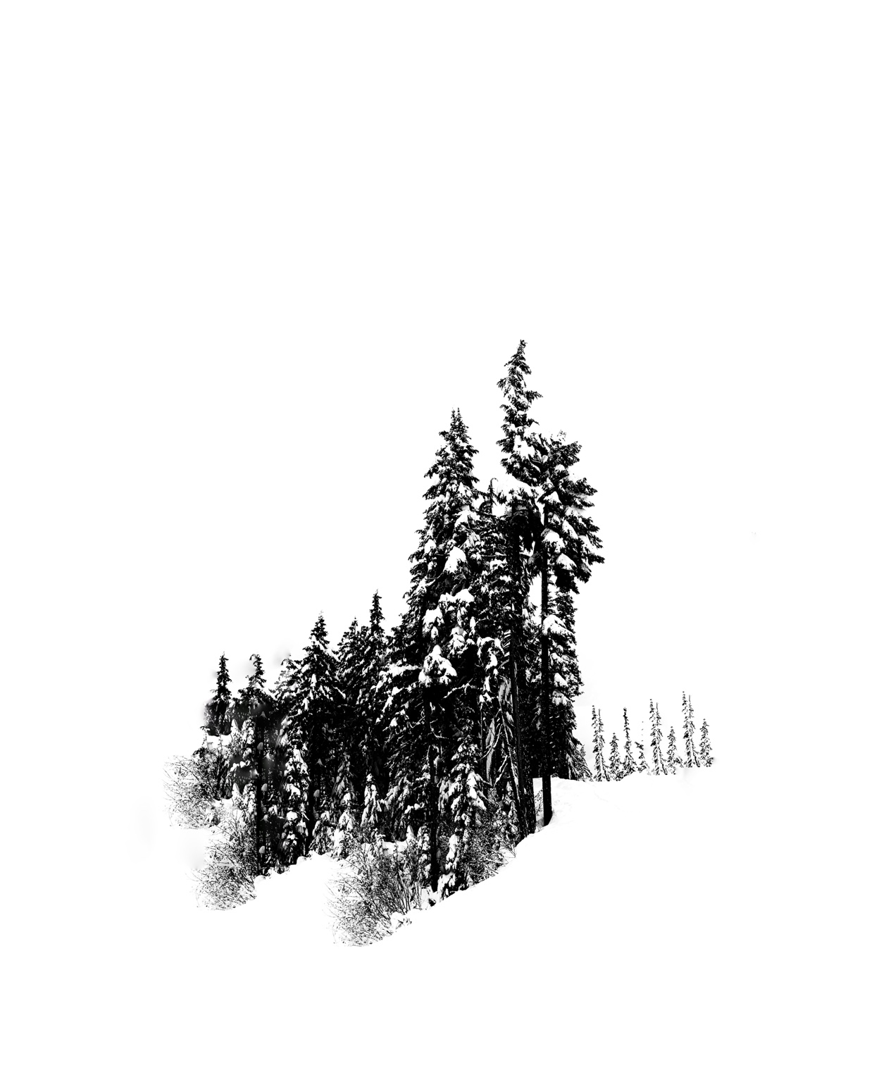Tree Studies, study 5