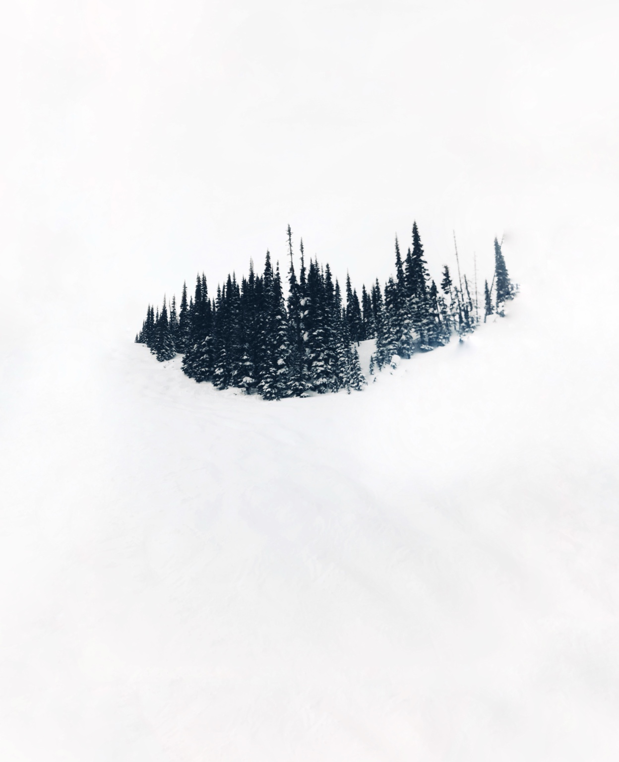 Tree Studies, study 6