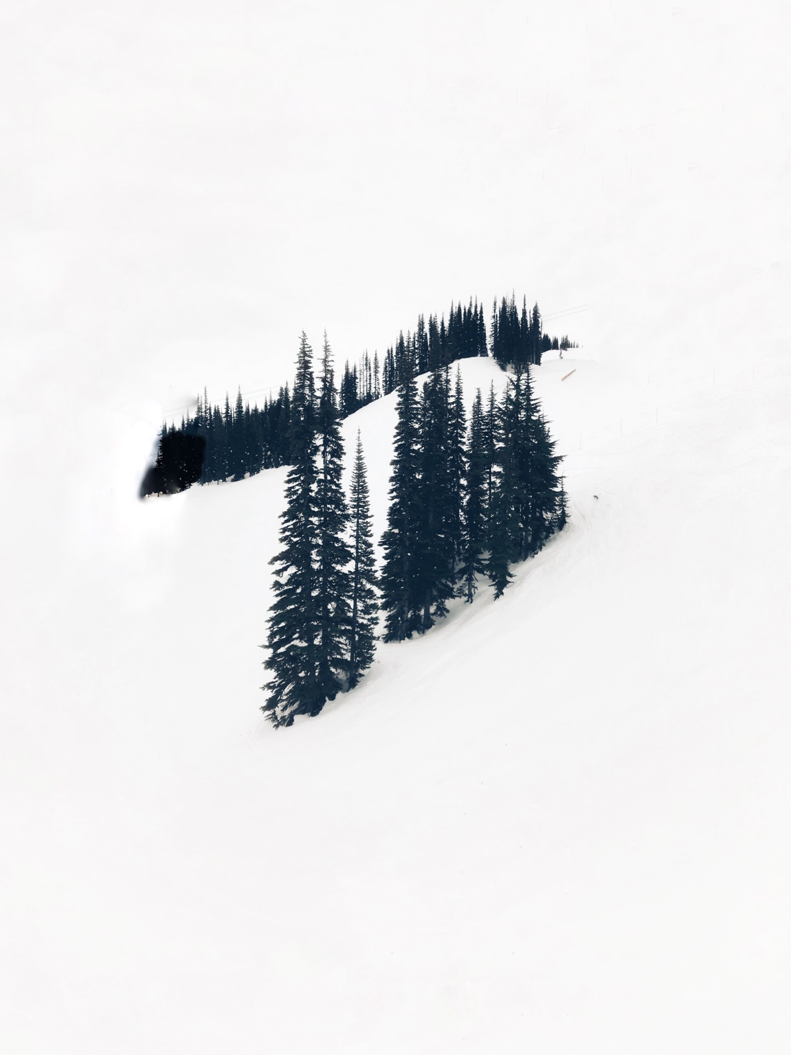 Tree Studies, study 7