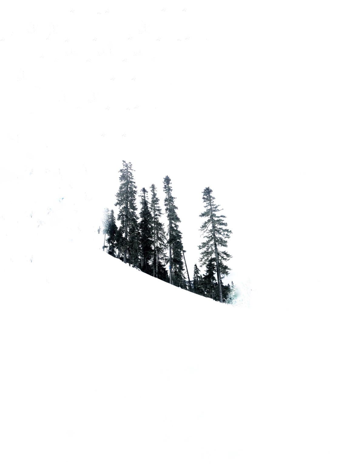 Tree Studies, study 8