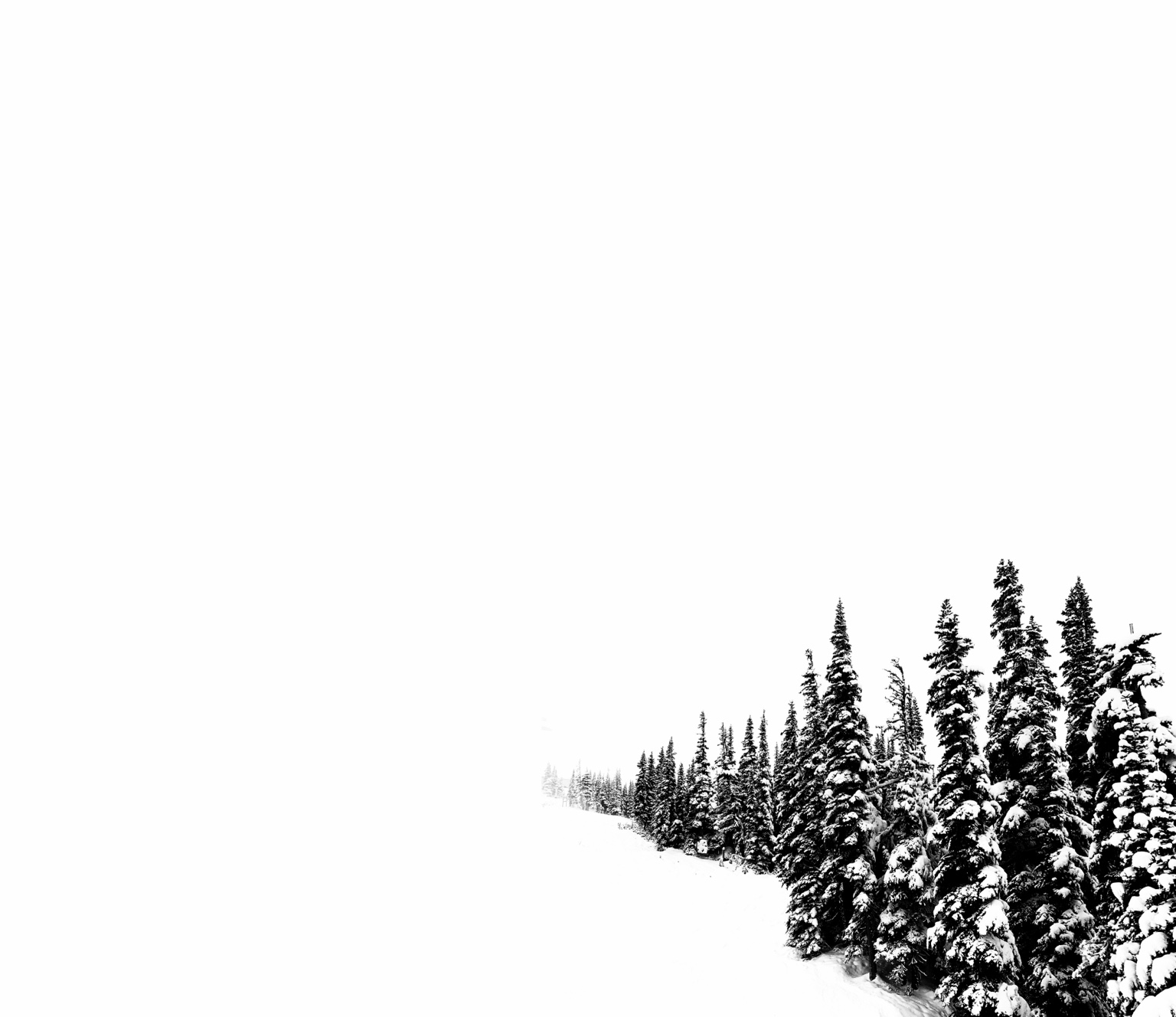 Tree Studies, study 9