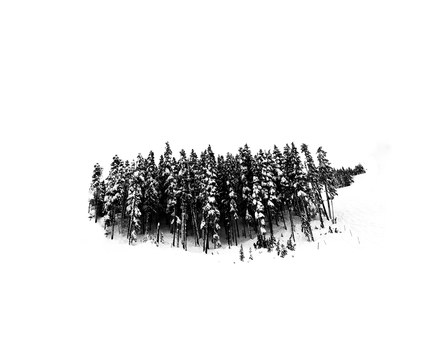 Tree Studies, study 10