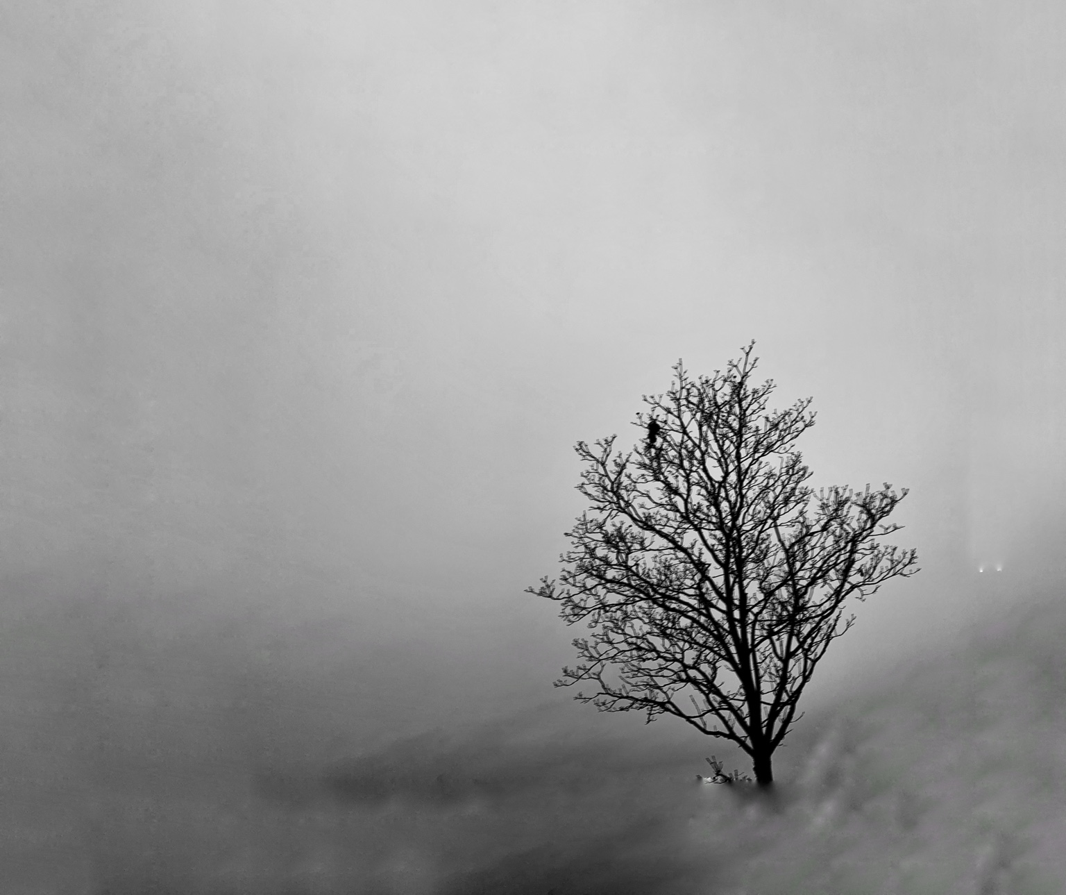 Tree Studies, study 11